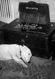 general_patton_dog_willie_1
