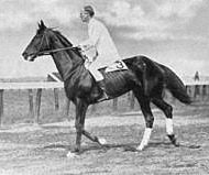 patton horse